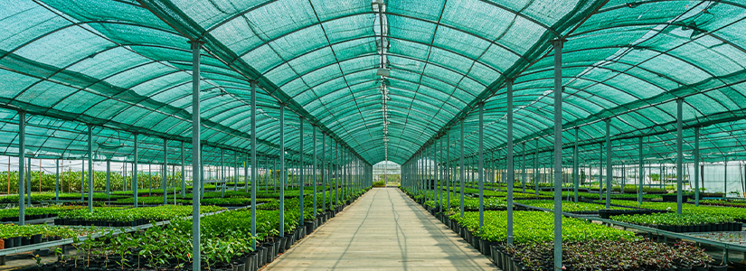 Vivero